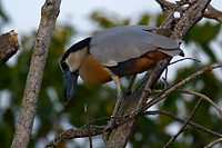 Boat-billed Heron (Cochlearius cochlearius) [Río La Tovara (nay), Mexico]