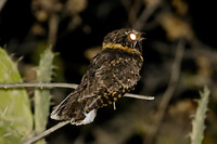 Buff-collared Nightjar