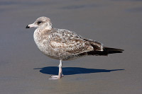 California Gull (Larus californicus) [Río Guadalupe (bcn), Mexico]