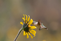 Calliope Hummingbird (Selasphorus calliope) [Rancho de Adrián (jal), Mexico]