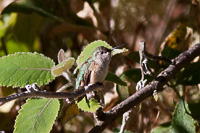 Calliope Hummingbird (Selasphorus calliope) [Volcán Nevado de Colima, Mexico]