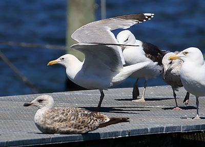 Herring x Caspian Gull (hybrid)