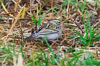 Chipping/Clay-colored Sparrow