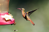 Cinnamon Hummingbird (Amazilia rutila) [Jardín Botánico de Puerto Vallarta, Jalisco (Jal), Mexico]