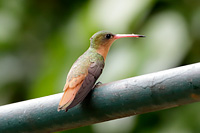 Cinnamon Hummingbird (Amazilia rutila) [Rancho Primavera (El Tuito - jal), Mexico]