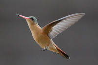 Cinnamon Hummingbird (Amazilia rutila) [Rancho Primavera, El Tuito, Jalisco (Jal), Mexico]