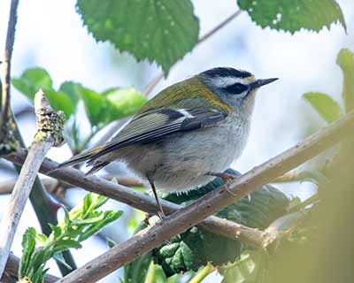 Common Firecrest (Regulus ignicapilla) [Amager Fælled, Denmark]