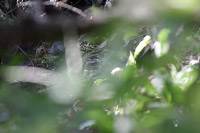 Common Pauraque (Nyctidromus albicollis) [Parque La Campana (Colima), Mexico]