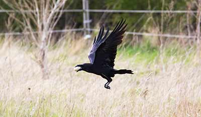 Common Raven (Corvus corax) [Tømmerupvej (Tårnby), Denmark]
