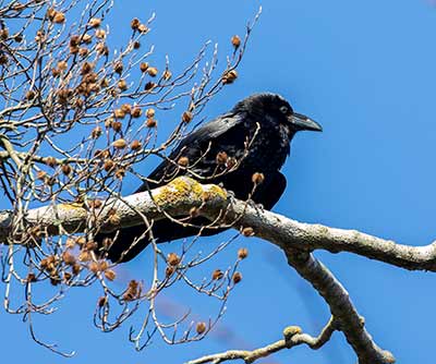 Common Raven (Corvus corax) [Frederiksberg Have, Denmark]