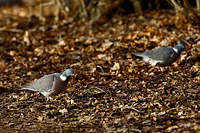 Common Wood-Pigeon
