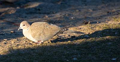 Eurasian Collared-Dove (Streptopelia decaocto) [tømmerupvej, Amager, Denmark]
