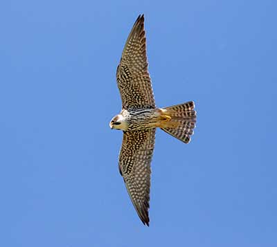 Eurasian Hobby (Falco subbuteo) [Kalvebod Fælled, Amager, Denmark]