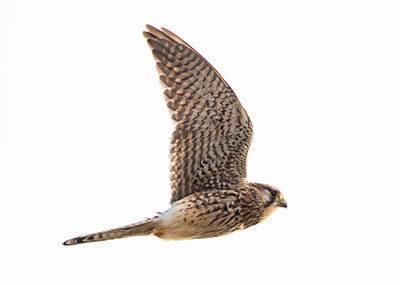 Eurasian Kestrel (Falco tinnunculus) [Kalvebod Fælled, Amager, Denmark]