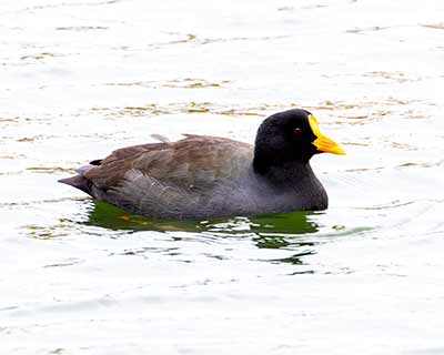 Eurasian Moorhen x Eurasian Coot (hybrid) (Gallinula chloropus x Fulica atra (hybrid)) [Christianshavns vold og voldgrav, Denmark]