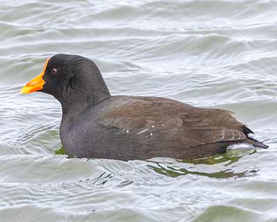 Eurasian Moorhen x Eurasian Coot (hybrid) (Gallinula chloropus x Fulica atra (hybrid)) [Christianshavns vold og voldgrav, Denmark]