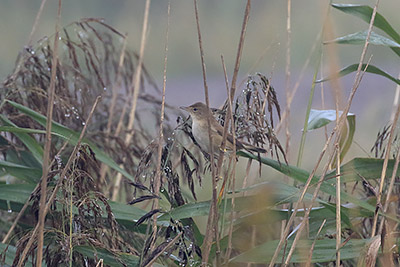 Marsh Warbler/Eurasian Reed Warbler (Acrocephalus palustris/scirpaceus) [Kalvebod Fælled, Denmark]