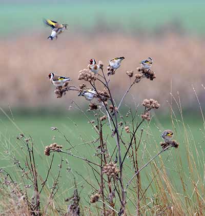 European Goldfinch (Carduelis carduelis) [Lergravene (St Magleby), Amager, Denmark]