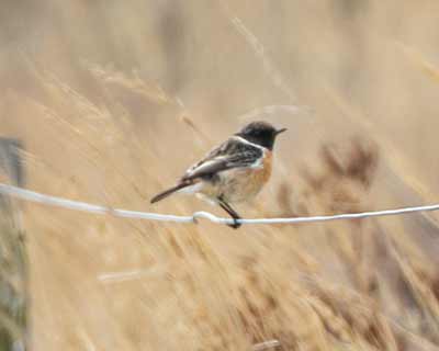 European Stonechat (Saxicola rubicola) [Kalvebod Fælled, Denmark]