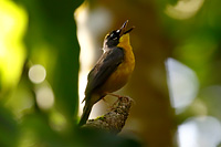 Fan-tailed Warbler (Basileuterus lachrymosus) [Rancho Primavera (El Tuito - jal), Mexico]