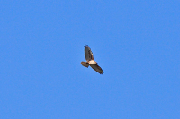 Ferruginous Hawk (Buteo regalis) [Ojos Negros, Baja California (Bcn), Mexico]
