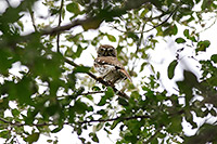 Ferruginous Pygmy-Owl (Glaucidium brasilianum) [El Peregrino (Colima), Mexico]