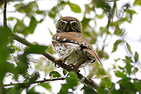 Ferruginous Pygmy-Owl (Glaucidium brasilianum) [El Peregrino (Colima), Mexico]