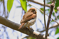 Ferruginous Pygmy-Owl (Glaucidium brasilianum) [El Cocodrilario de Tecomán (col), Mexico]