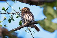 Ferruginous Pygmy-Owl (Glaucidium brasilianum) [Parque La Campana (Colima), Mexico]