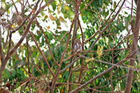 Ferruginous Pygmy-Owl (Glaucidium brasilianum) [Playa del Carmen (roo), Mexico]