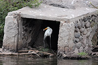 Great Egret (Ardea alba) [Los Amiales (col), Mexico]