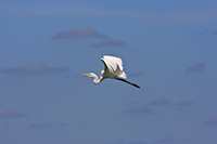 Great Egret (Ardea alba) [Palizada road (cam), Mexico]