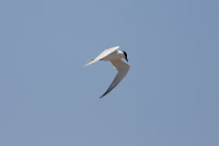 Gull-billed Tern (Gelochelidon nilotica) [Salinas de Cuyutlán, Colima (Col), Mexico]