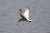 Gull-billed Tern (Gelochelidon nilotica) [Valle de las Garzas (laguna), Manzanillo, Colima (Col), Mexico]