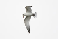 Gull-billed Tern (Gelochelidon nilotica) [Valle de las Garzas (laguna), Manzanillo, Colima (Col), Mexico]