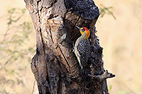 Golden-cheeked Woodpecker (Melanerpes chrysogenys) [Parque La Campana, Ciudad de Colima, Colima (Col), Mexico]