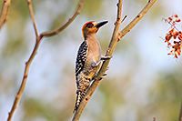 Golden-cheeked Woodpecker (Melanerpes chrysogenys) [Camino el Chanal, Cd. Colima, Colima (Col), Mexico]