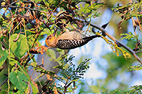 Golden-cheeked Woodpecker