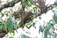 Gray-crowned Woodpecker (Colaptes auricularis) [Las Joyas (Manantlán - jal), Mexico]