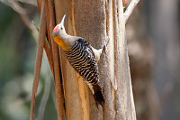 Gila x Golden-fronted Woodpecker (hybrid)