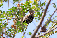 Gila Woodpecker (Melanerpes uropygialis) [Parque Los Colomos, Guadalajara, Jalisco (Jal), Mexico]