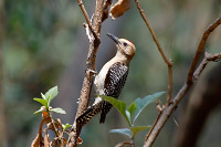 Gila Woodpecker (Melanerpes uropygialis) [Parque Los Colomos, Guadalajara, Jalisco (Jal), Mexico]