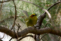 Golden-browed Warbler