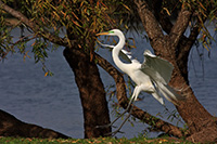 Great Egret (Ardea alba) [Parque el Cedazo (Aguascalientes), Mexico]