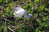 Great Egret (Ardea alba) [Río Lagartos (yuc), Mexico]
