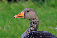 Graylag Goose