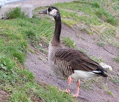 Graylag Goose x Canada Goose (hybrid)