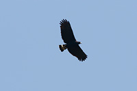 Great Black Hawk (Buteogallus urubitinga) [Yelapa (jal), Mexico]