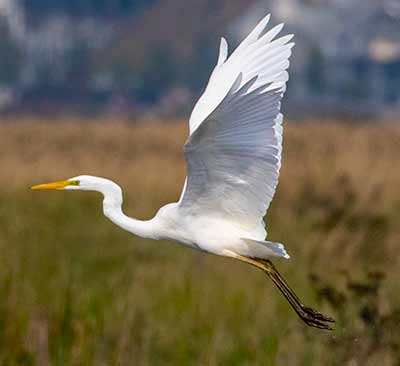 Great Egret (Ardea alba) [Kalvebod Fælled, Denmark]