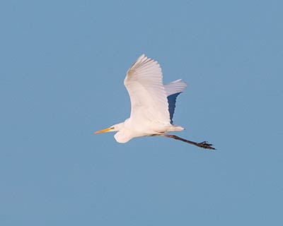 Great Egret (Ardea alba) [Holløse Bredning (nordsjælland), Denmark]